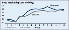 Feed intake after administration of live yeasts in newly lactating cows (Ettle and Schwarz, 2002)