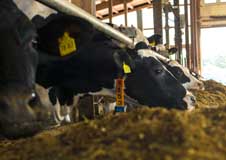 Heat stress reduces the milk performance