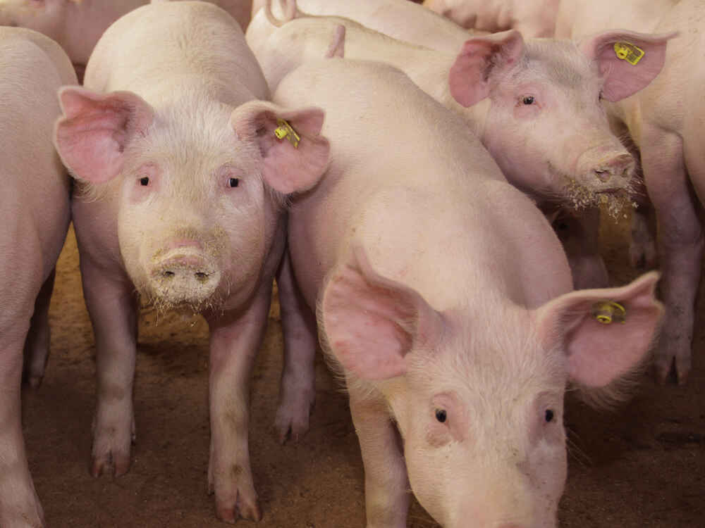 SCHAUMASAN PREMIUM binds toxins and stabilises performance in pigs