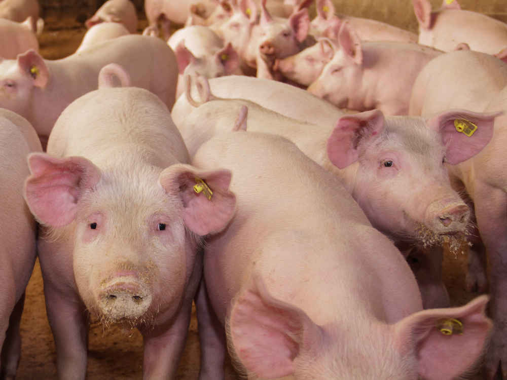 NATUPIG increases performance potential during pig fattening