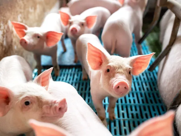 Schweine in Schweinebuchten mit Spaltenboden