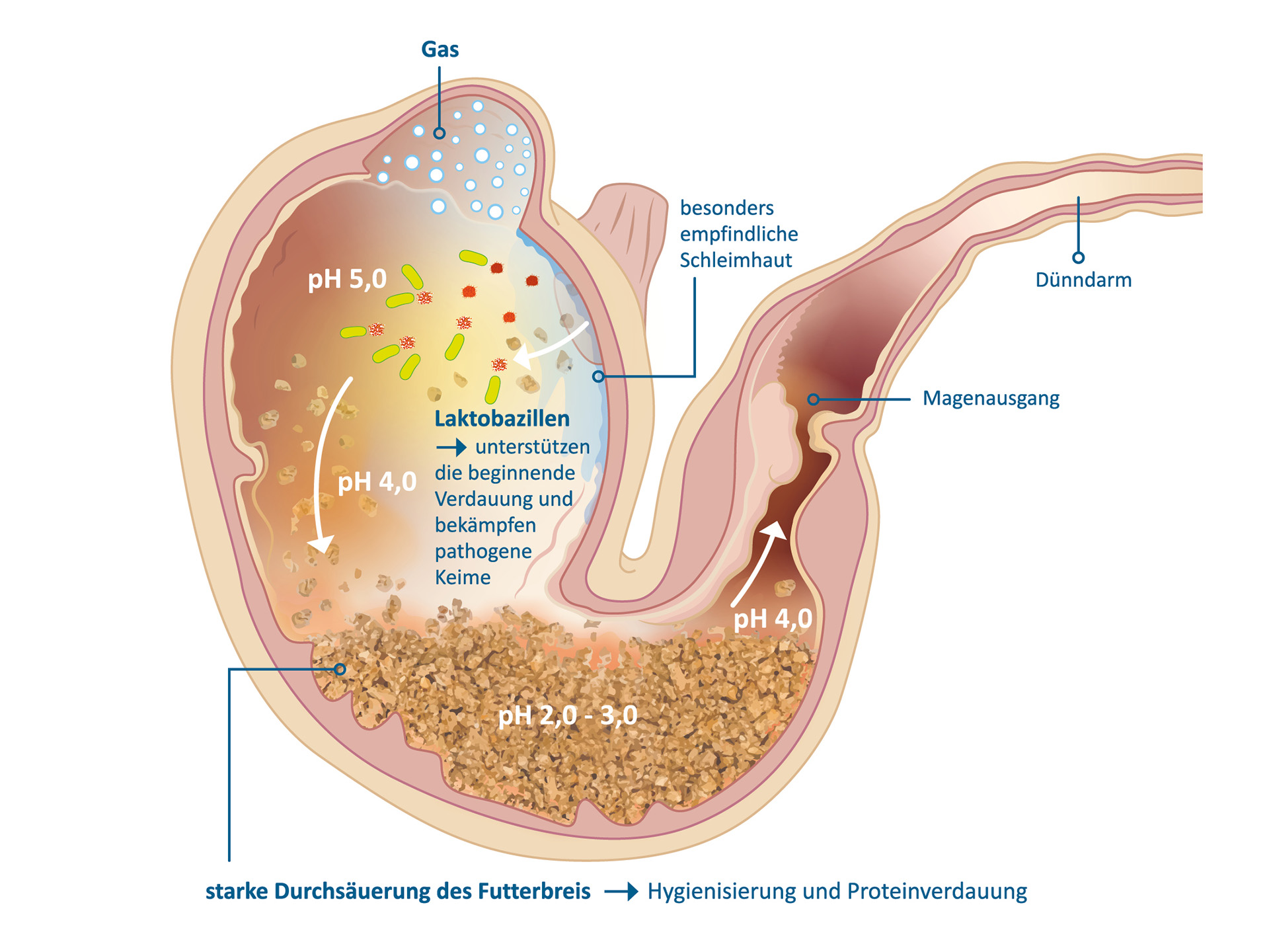 Grafik: Verdauungsprozesse im Schweinemagen mit grober Futterstruktur Grafik: Verdauungsprozesse im Schweinemagen mit grober Futterstruktur