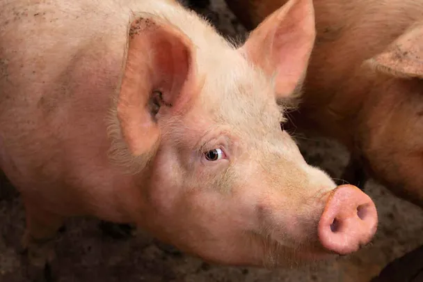 Schwein Schwein