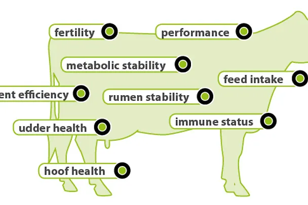 AMINOTRACE in cattle feed