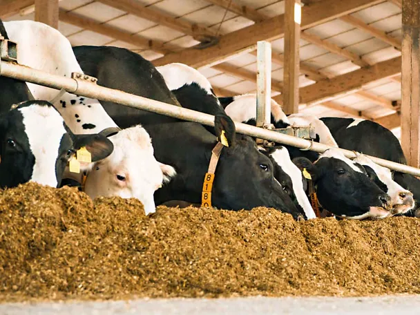 Schwanzbunte Milchkühe am Futtertisch