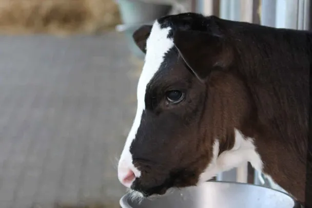 Kalb im Kälberiglu mit Futterschale