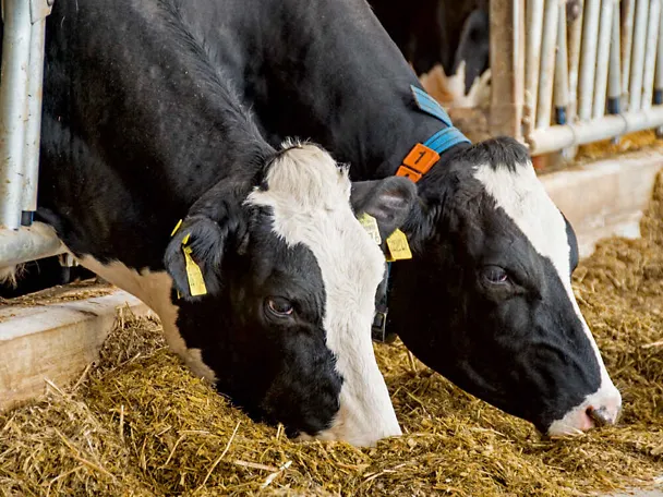 Zwei Milchkühe beim Fressen