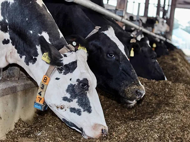 Holstein-Kühe am Futtertisch