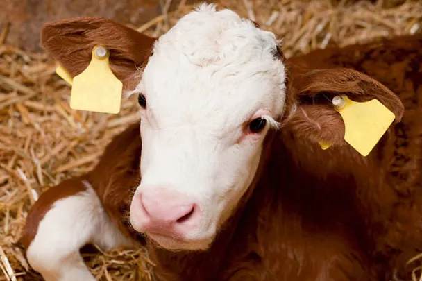 Fleckviehkalb im Stroh Fleckviehkalb im Stroh
