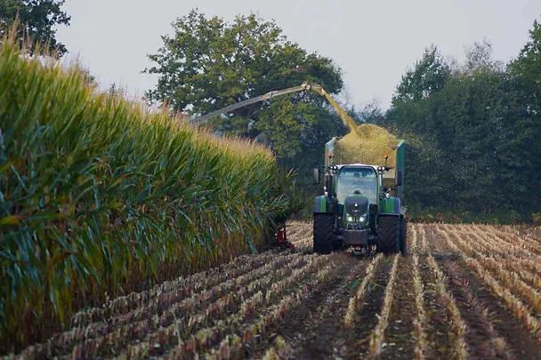 Maissilage wird gehäckselt