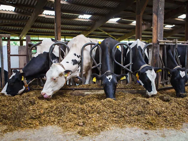 Holstein-Frisian-Milchkühe am Futtertisch