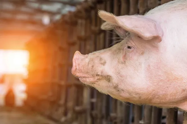 Schwein