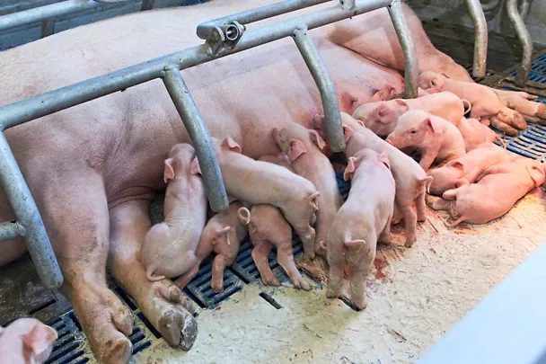 Säugende Sau mit Ferkeln in Abferkelbucht