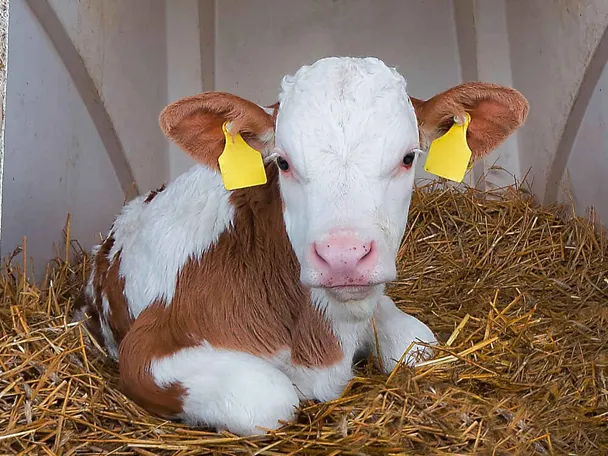 Fleckvieh-Kalb im Kälberiglu