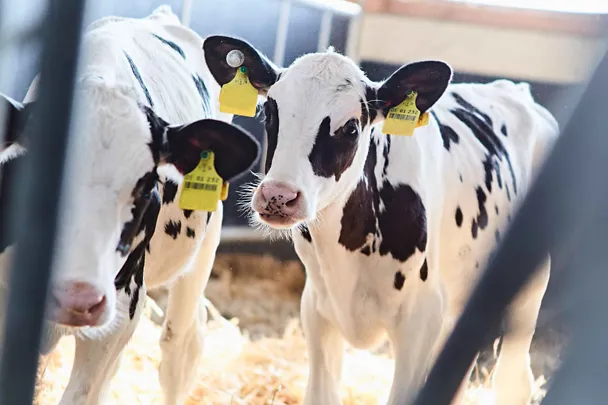 Zwei Kälber im Strohstall