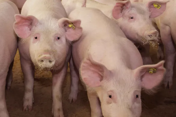 Pigs