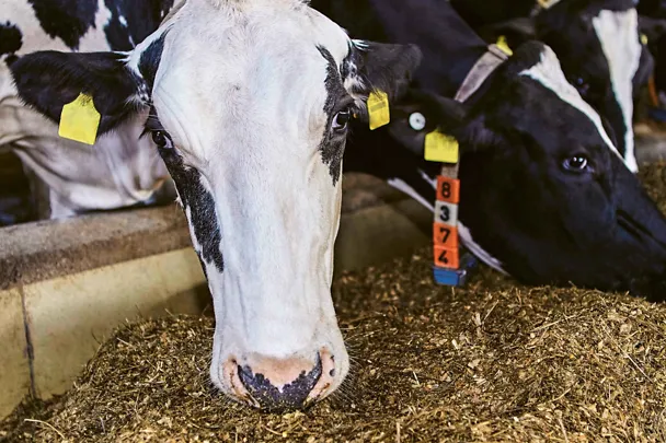 Zwei Kühe beim Fressen