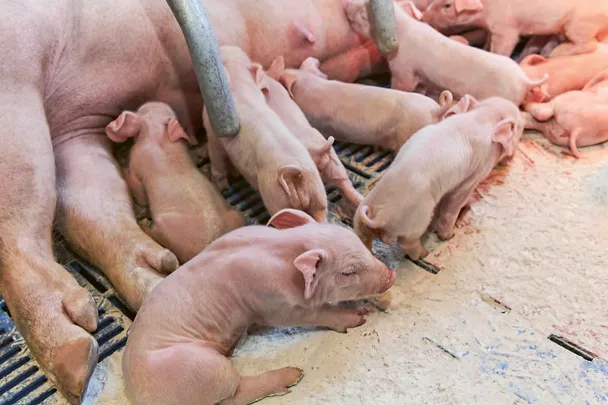 Sau mit Ferkeln im Abferkelstall Sau mit Ferkeln im Abferkelstall