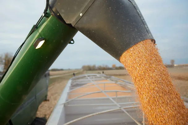 Ernte von Körnermais auf einen Anhäger