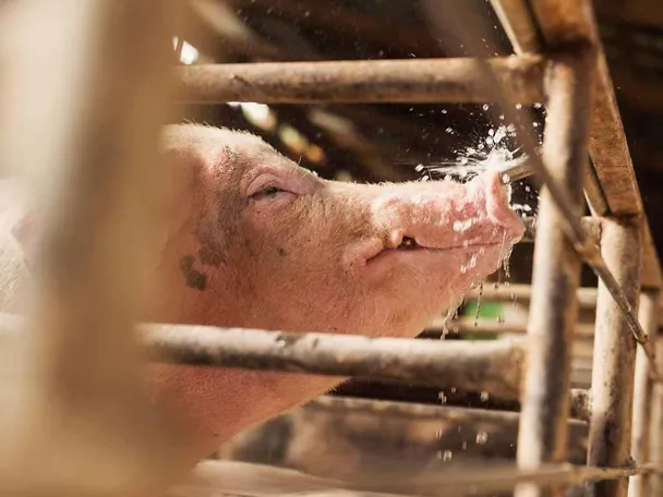 Schwein mit Wasser Schwein mit Wasser