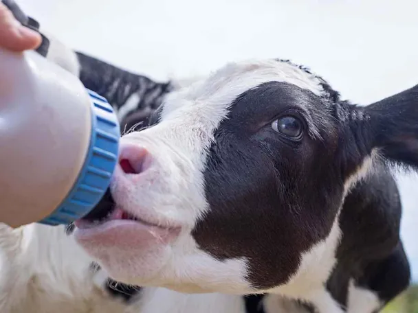 Kalb mit Flasche Milch Kalb mit Flasche Milch