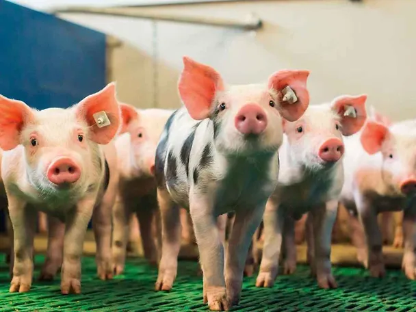 SCHAUMA PRO TAB sorgt für Fitness bei Absatzferkeln