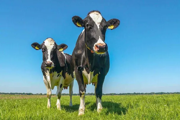 Zwei schwarzbunte Milchkühe stehen auf der Weide