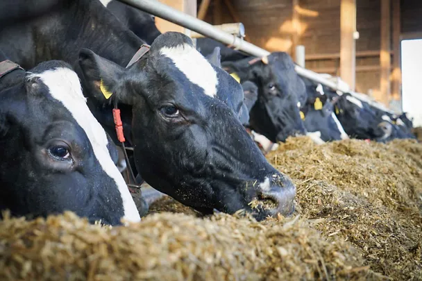 Holstein-Frisian-Kühe am Trog