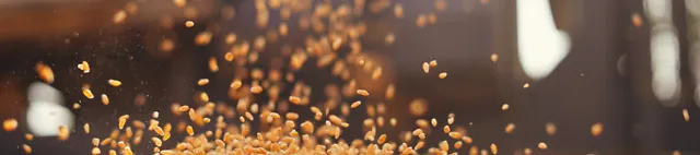 Getreidekörner (Weizen) fallen von oben auf einen Haufen