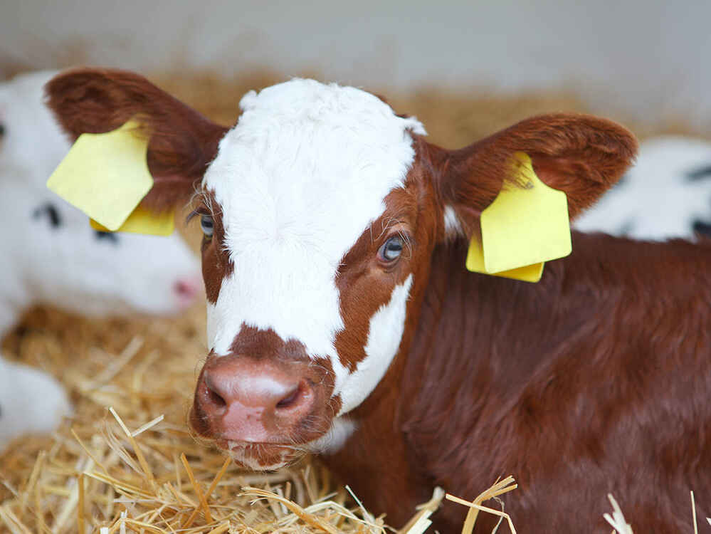 Managing diarrhoea in calves