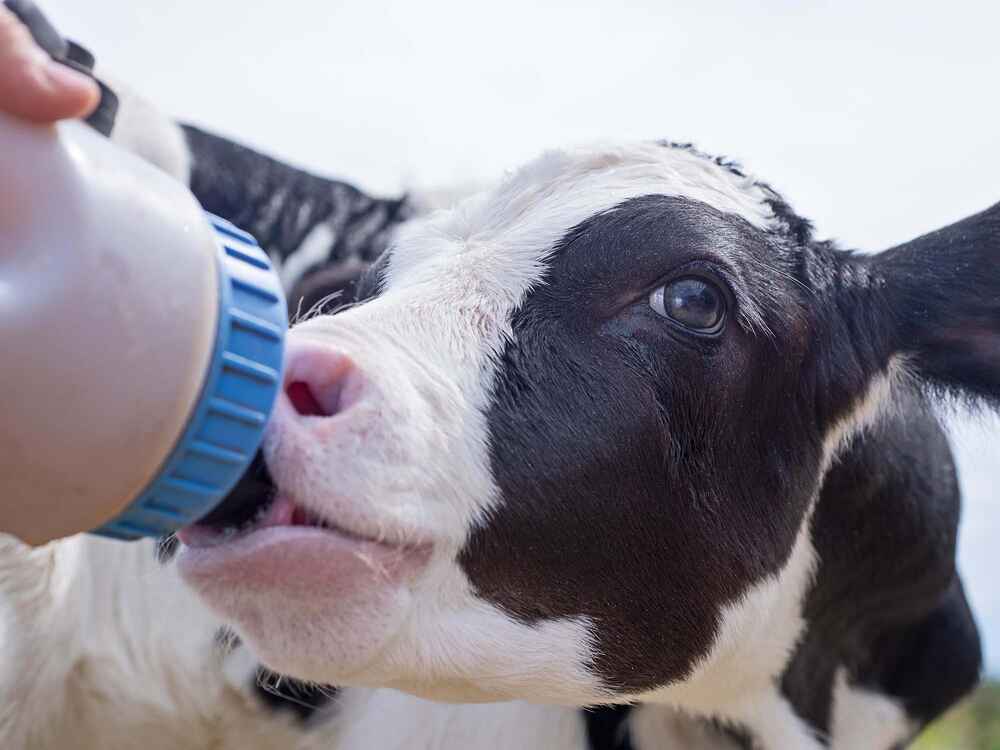Colostrum: New findings on calves’ vital food source