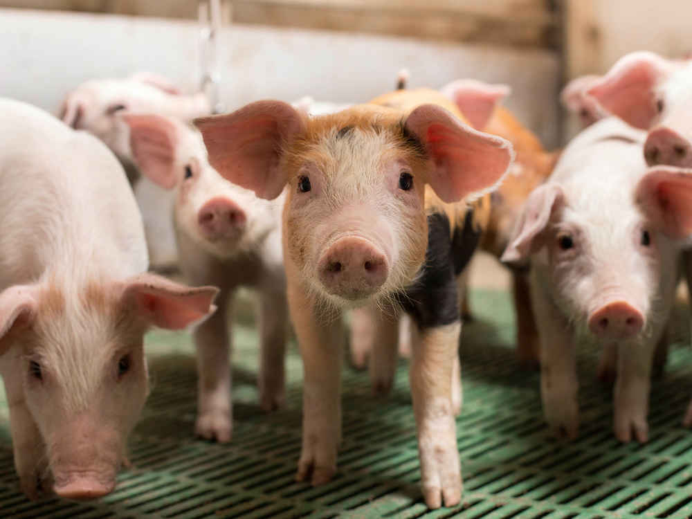 NATUPIG for piglets – Healthy gut, productive animal
