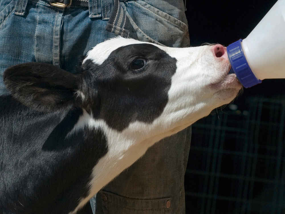 Colostrum ensures a successful start in life