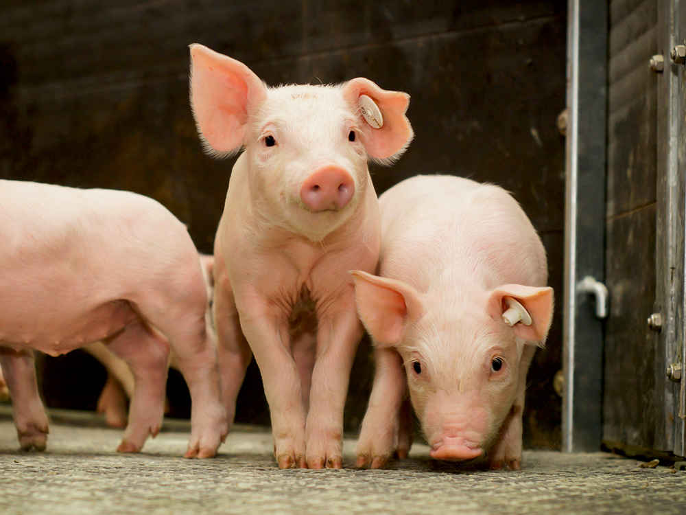 SCHAUMA STABIL – Stable intestinal health for more performance in pig production