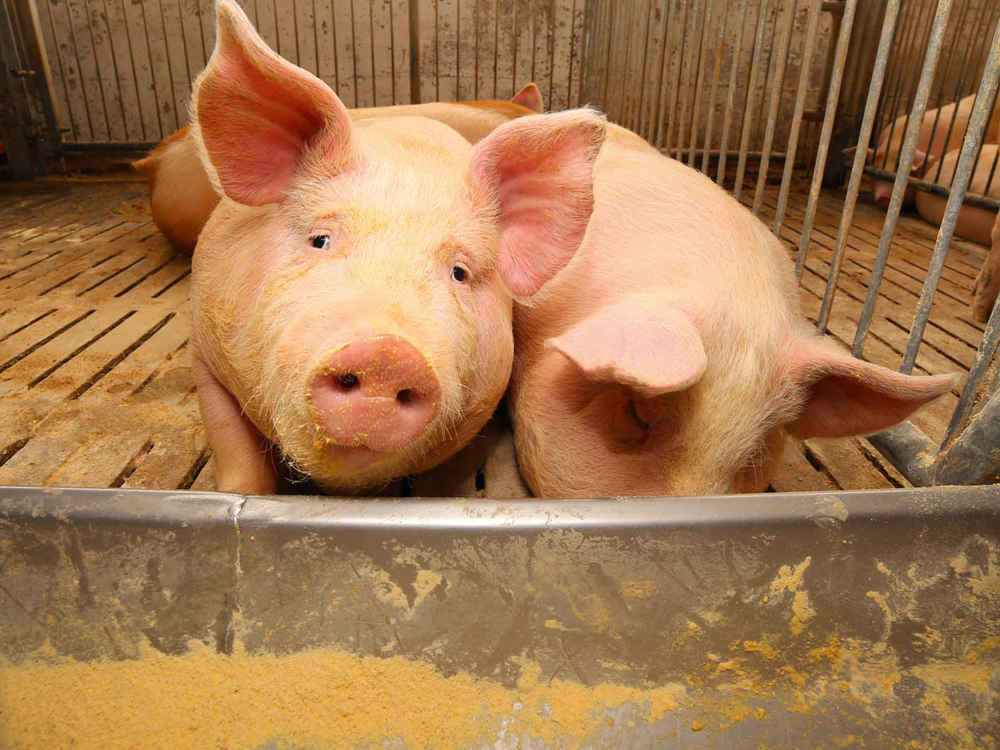 Pig fattening: keeping feed costs under control