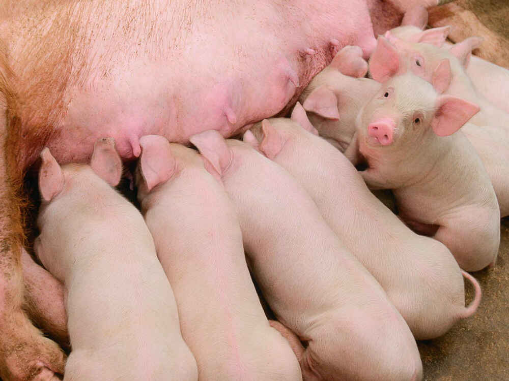 Sucklingpiglet