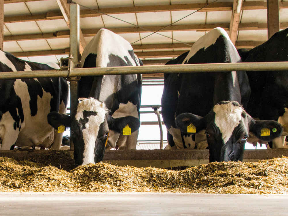 BONSILAGE FIT M for measurable gains in cow fitness and stability