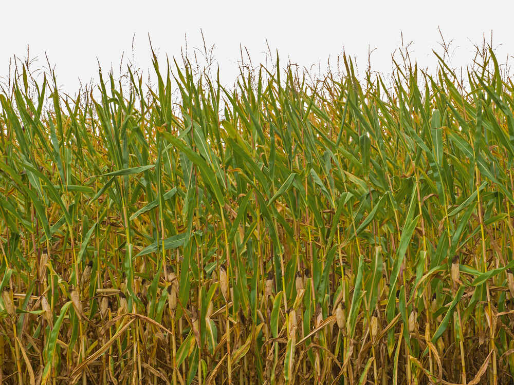 Treat drought-damaged maize with BONSILAGE SPEED M