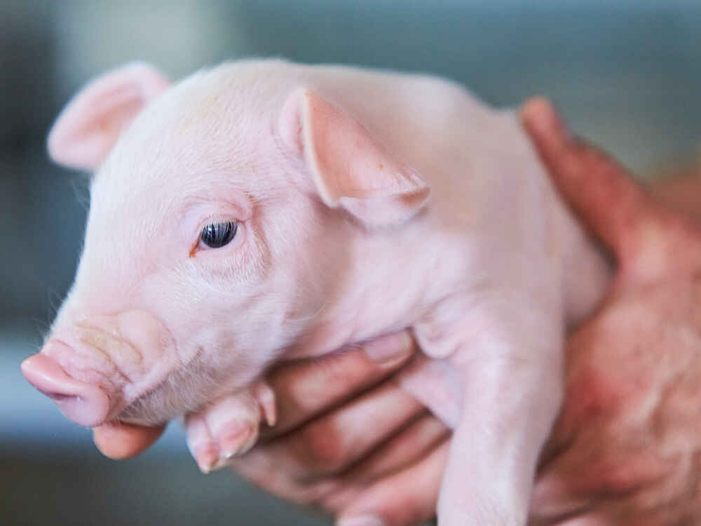 MIZI reduces diarrhoea at weaning piglets