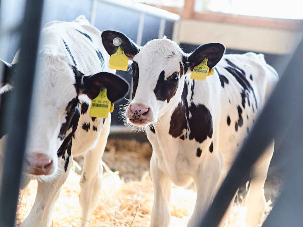 Milk feeding schedules – the right strategy for every farm