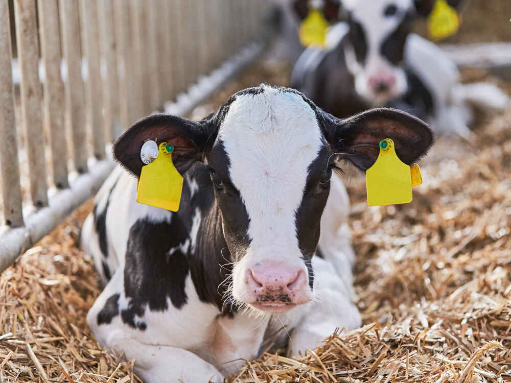 Positive effects of MIZI in calf rearing