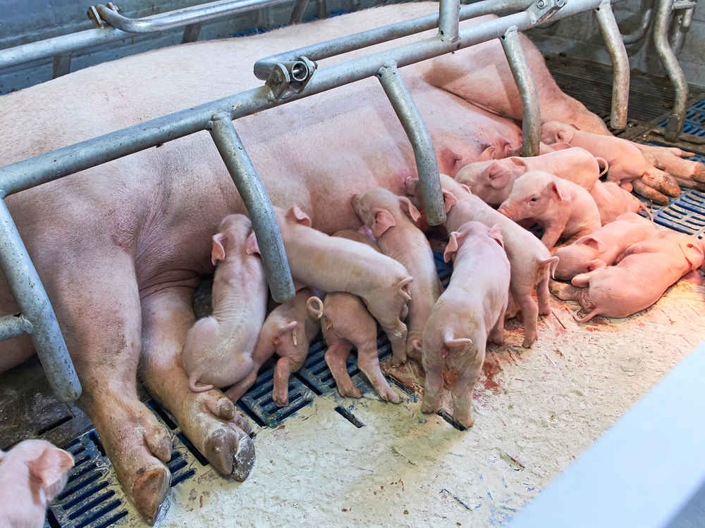 NATUPIG meets the needs of high-performance sows