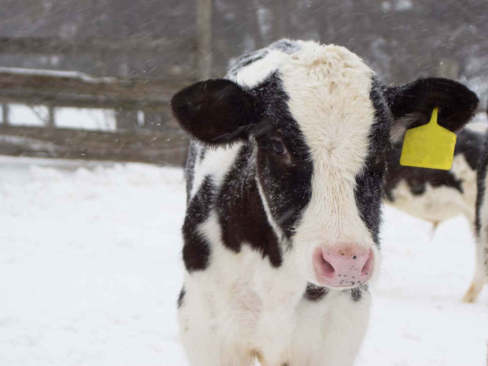 Raising winter hardy calves with adapted nutrient supply