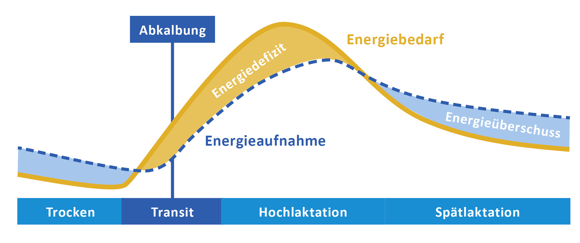 Energiebedarf und Energieaufnahme im Verlauf der Laktation