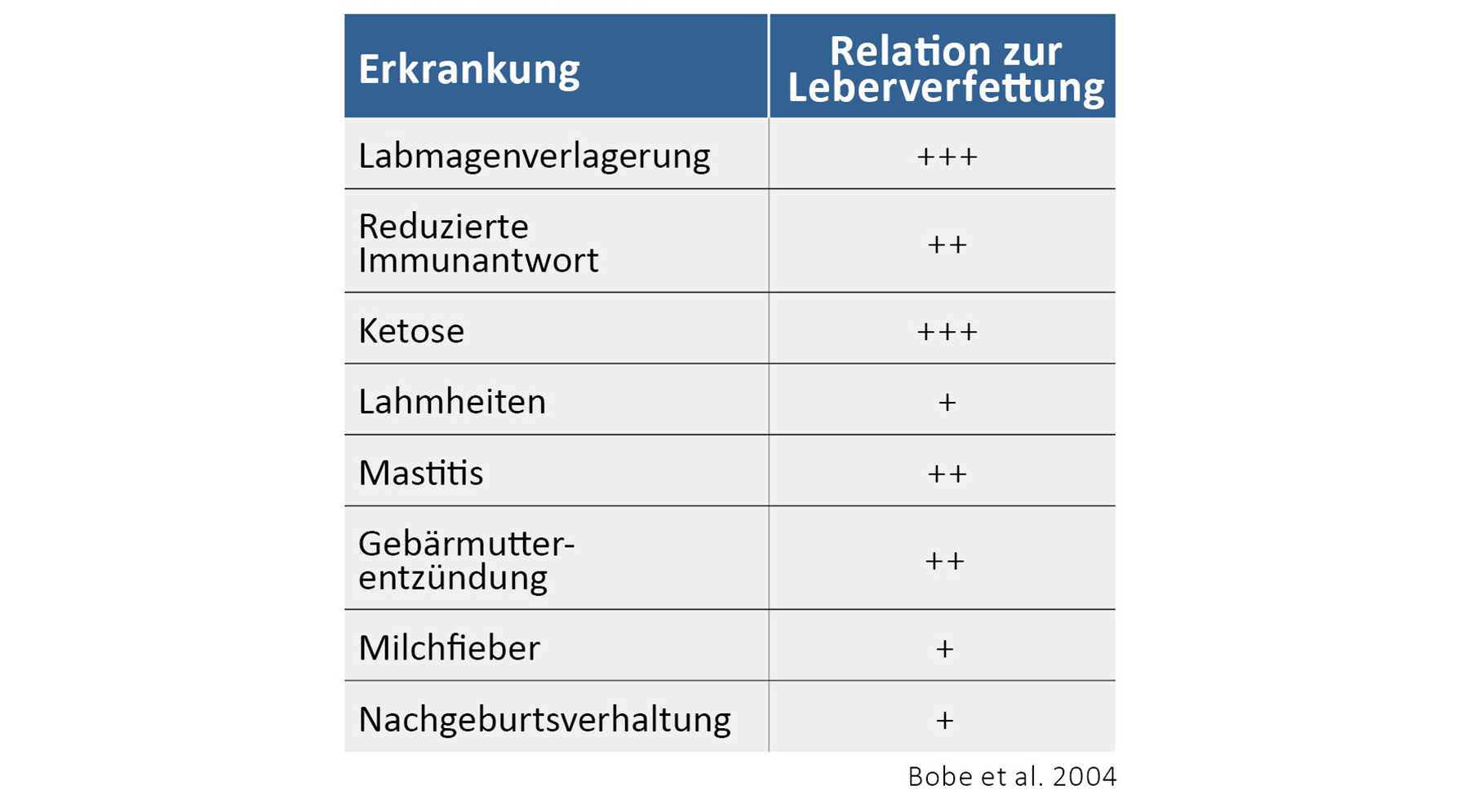 Zusammenhang zwischen einer Leberverfettung und Folgeerkrankungen bei der Milchkuh