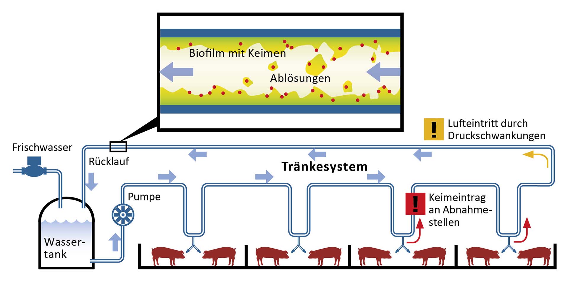 Biofilmbildung in Wasserringleitungen