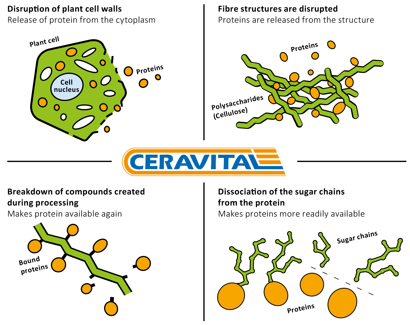 Effects of CERAVITAL XP