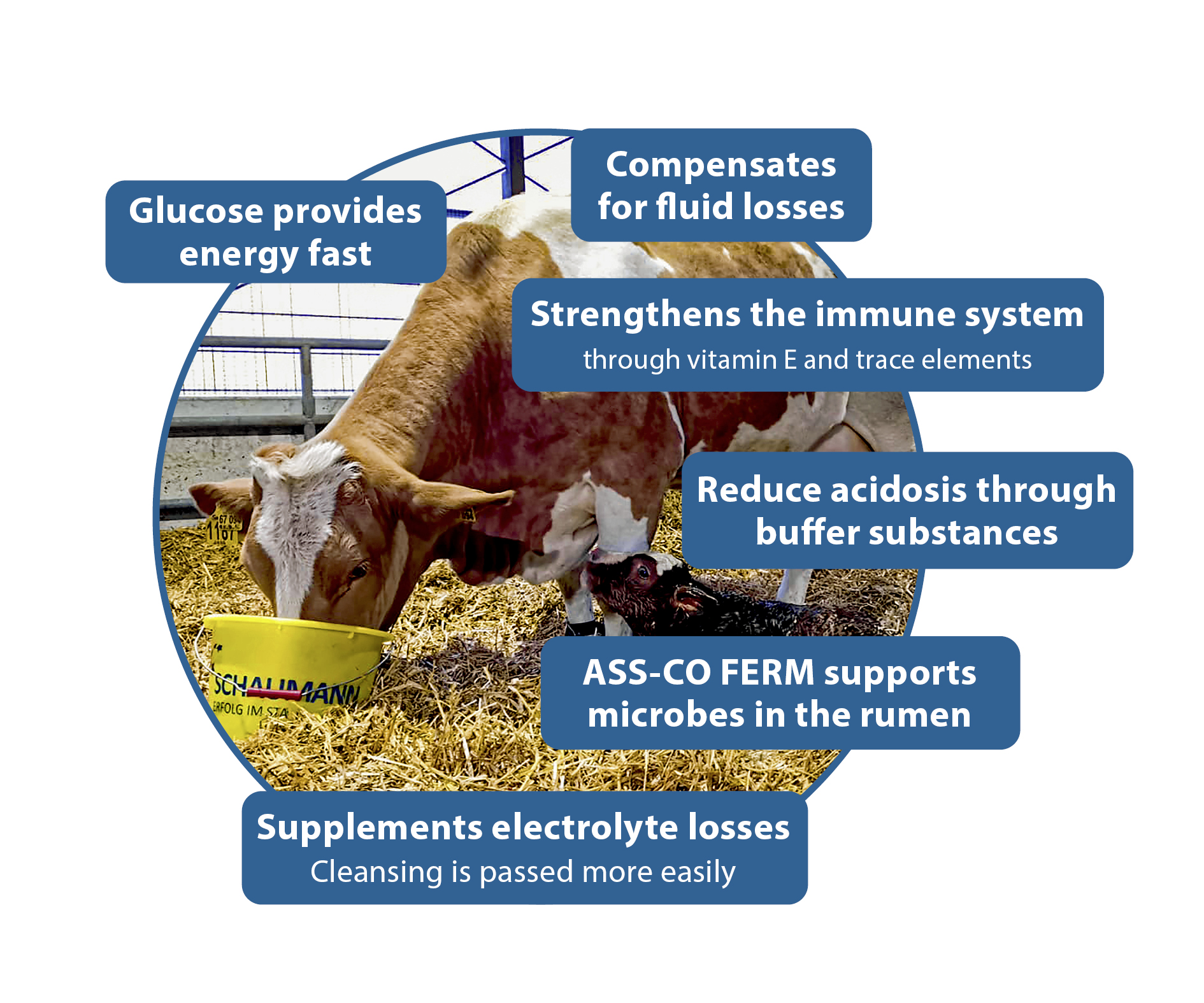 RINDAVITAL ENERGIETRUNK provides support during calving