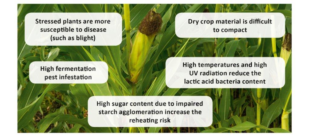 Dangers in drought-damaged maize