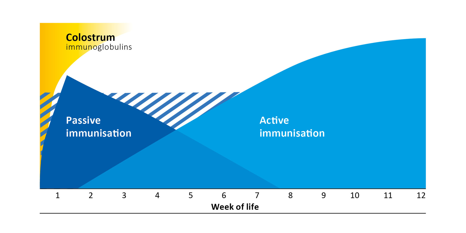 Progression of passive and active immunisation in calves